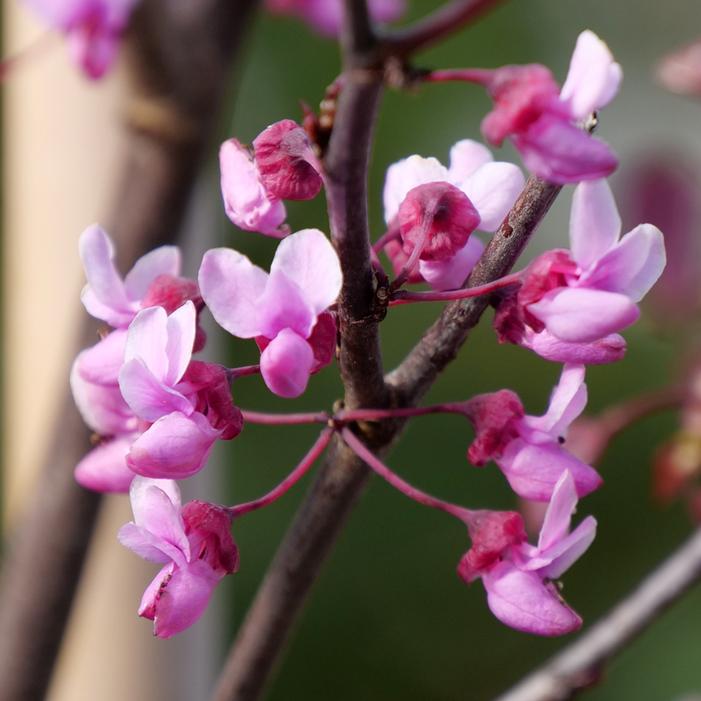 MIDNIGHT EXPRESS® REDBUD