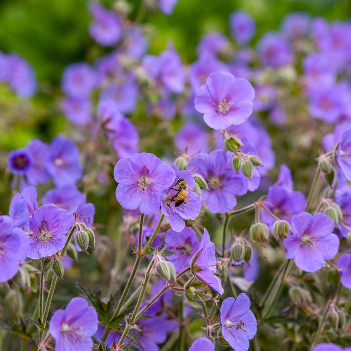 BOOM CHOCOLATTA CRANESBILL GERANIUM