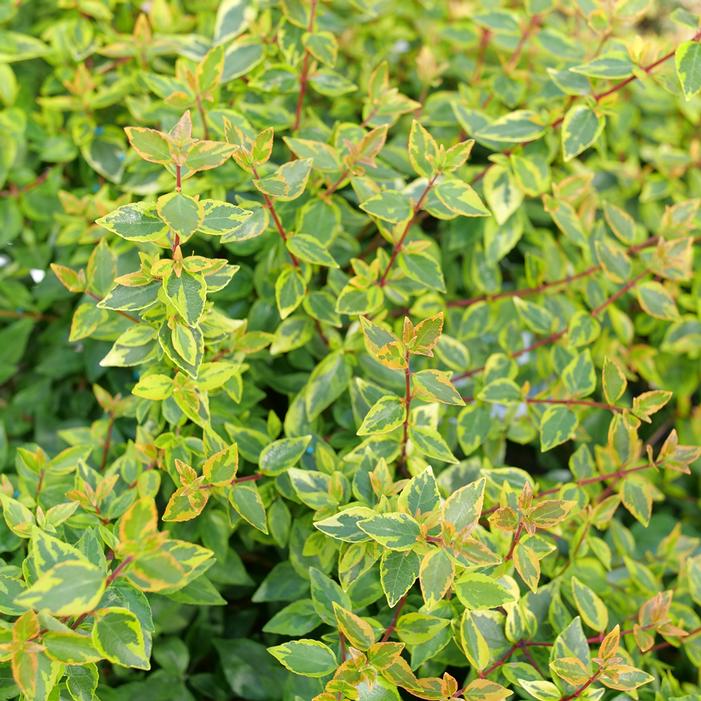 BRILLIANTINA™ ABELIA