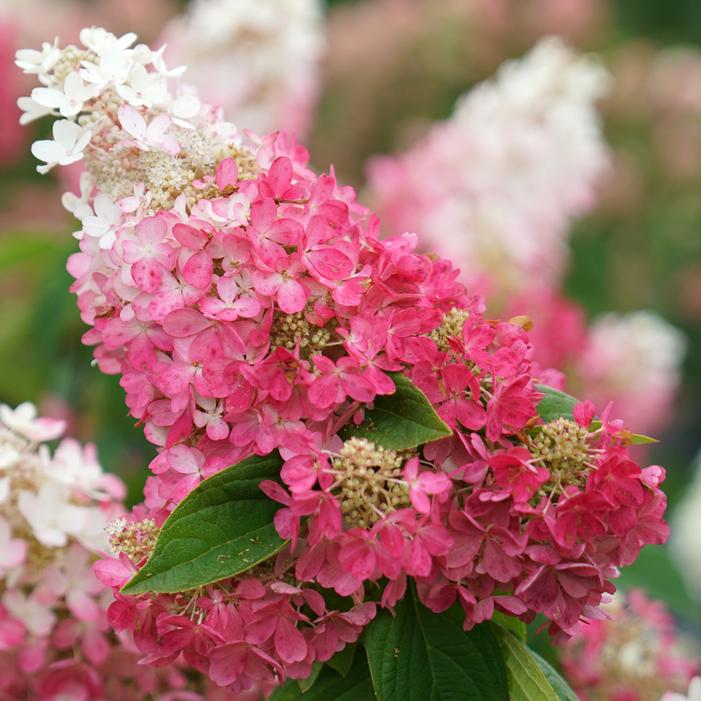 PINKY WINKY® PRIME™ HYDRANGEA