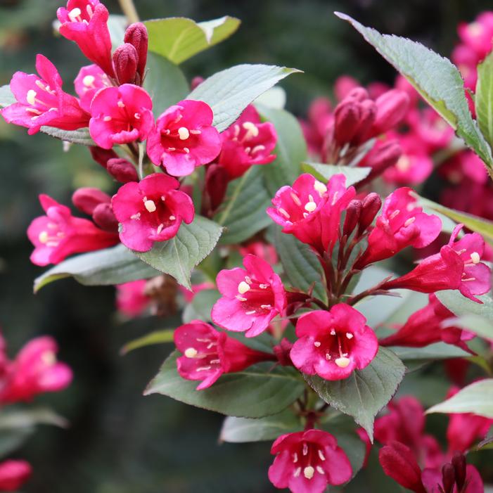 SONIC BLOOM® PUNCH™ WEIGELA