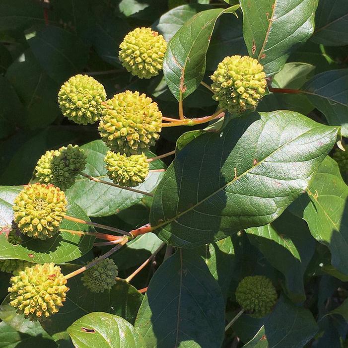 MAGICAL® MOONLIGHT BUTTONBUSH