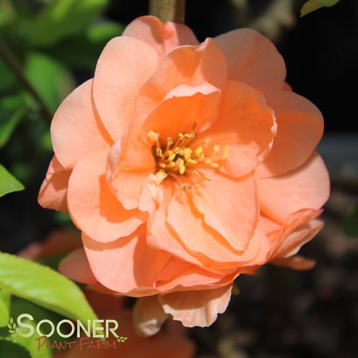 CAMEO FLOWERING QUINCE