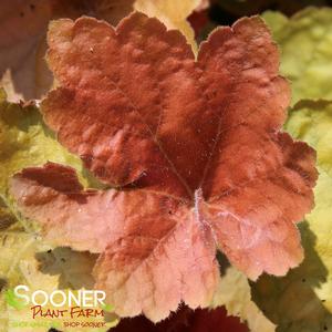 SOUTHERN COMFORT CORAL BELLS