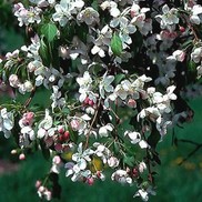 RED JADE WEEPING CRABAPPLE