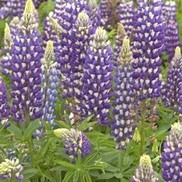 GALLERY MIX LUPINE
