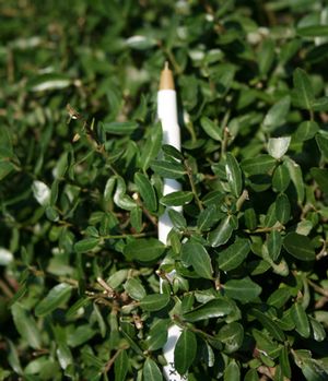 MICRON® DWARF YAUPON HOLLY