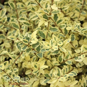 SWIFT CREEK VARIEGATED PRIVET