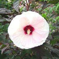 CROWN JEWELS FLEMING™ HARDY HIBISCUS