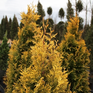 GOLDEN SPIRE ARBORVITAE