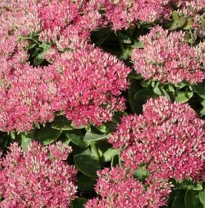 HOT STUFF SEDUM