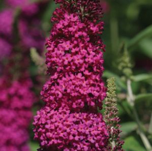 MISS MOLLY BUTTERFLY BUSH