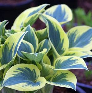 FIRST FROST HOSTA