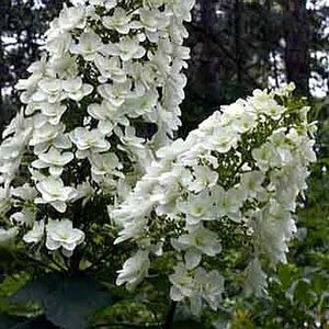 SNOWFLAKE OAKLEAF HYDRANGEA