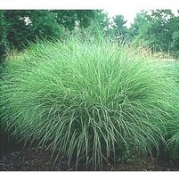 MORNING LIGHT MAIDEN GRASS