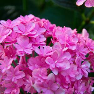 PARAPLU® HYDRANGEA