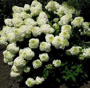 LOW TIDE™ HYDRANGEA