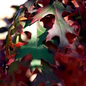 MAJESTIC SKIES™ NORTHERN PIN OAK