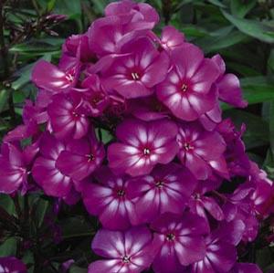 GRAPE LOLLIPOP™ GARDEN PHLOX