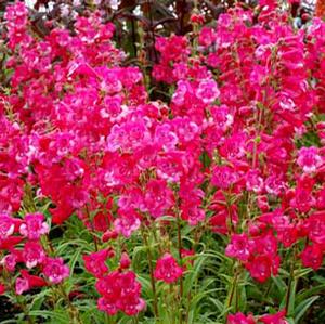 CHA CHA™ HOT PINK BEARDTONGUE