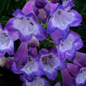 CHA CHA™ LAVENDER BEARDTONGUE