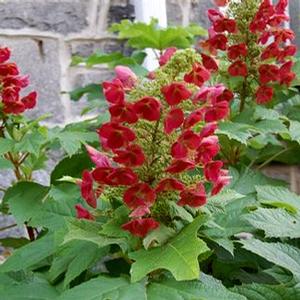 AMETHYST OAKLEAF HYDRANGEA