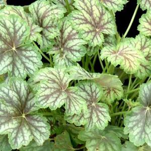 PEPPERMINT SPICE CORAL BELLS