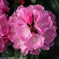 DANDY MAN® PINK RHODODENDRON