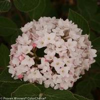 SPICE BABY™ KOREAN SPICE VIBURNUM