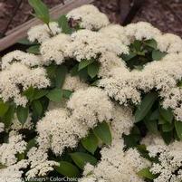 LIL' DITTY® WITHEROD VIBURNUM