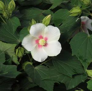 BIG HIT™ WHITE HARDY HIBISCUS