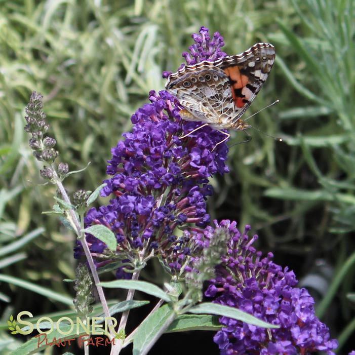 BUZZ® MIDNIGHT BUTTERFLY BUSH