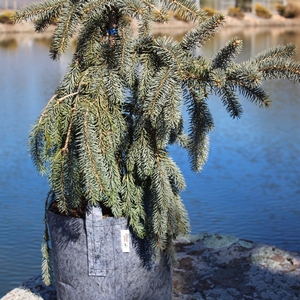 WEEPING BLUE SPRUCE
