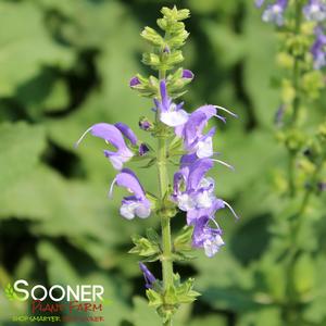 COLOR SPIRES® AZURE SNOW MEADOW SAGE