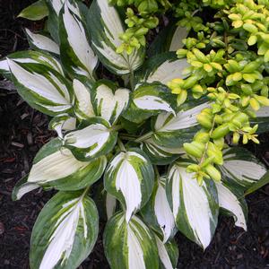 VULCAN HOSTA