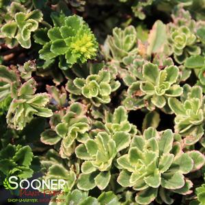 ROCK 'N GROW® BOOGIE WOOGIE SEDUM