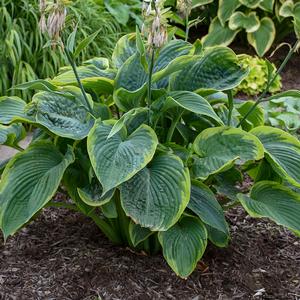 SHADOWLAND® WU-LA-LA HOSTA