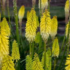 PYROMANIA™ FLASHPOINT RED HOT POKER