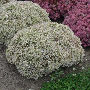 ROCK 'N ROUND™ BUNDLE OF JOY SEDUM