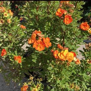 MARMALADE® POTENTILLA