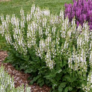 COLOR SPIRES® SNOW KISS MEADOW SAGE