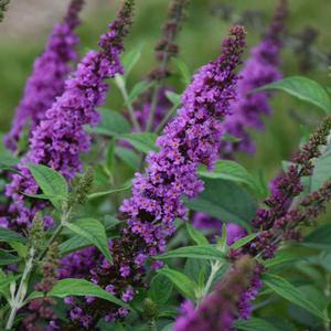 HUMDINGER® ORCHID ANNIE BUTTERFLY BUSH