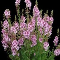 LAVENDER LASS MULLEIN