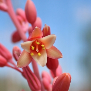 RED YUCCA