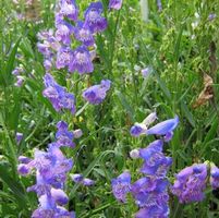 PRAIRIE DUSK BEARDTONGUE