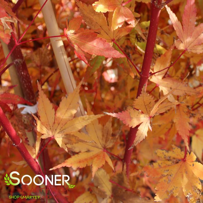 CORAL BARK UPRIGHT JAPANESE MAPLE