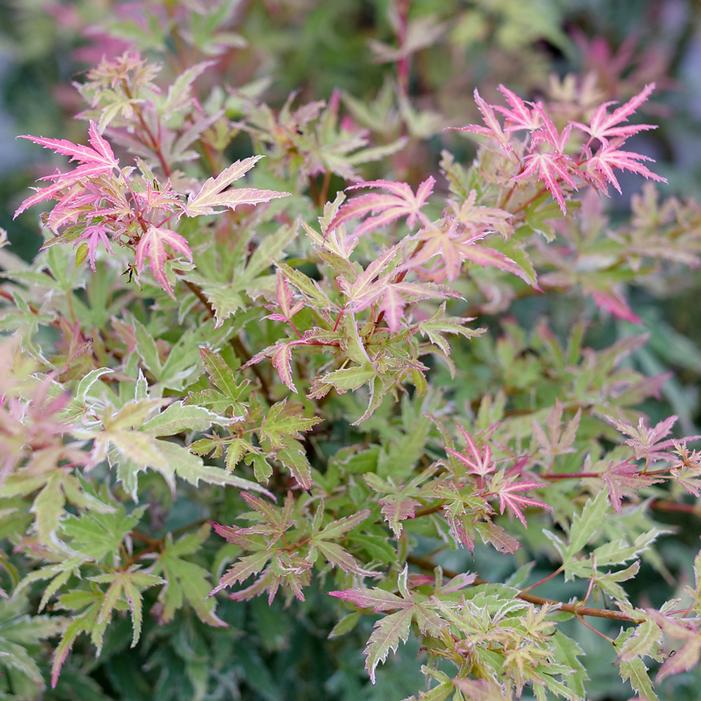 METAMORPHOSA® UPRIGHT JAPANESE MAPLE