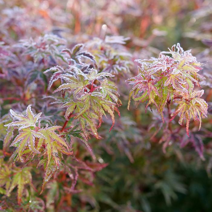 METAMORPHOSA® UPRIGHT JAPANESE MAPLE