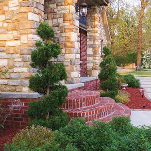 Juniperus chinensis 'Blue Point'