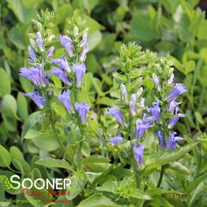 Lobelia siphilitica 'Great Blue'